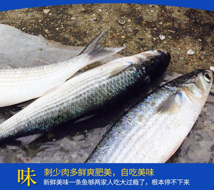 鲻鱼 杭州海立方水产品有限公司